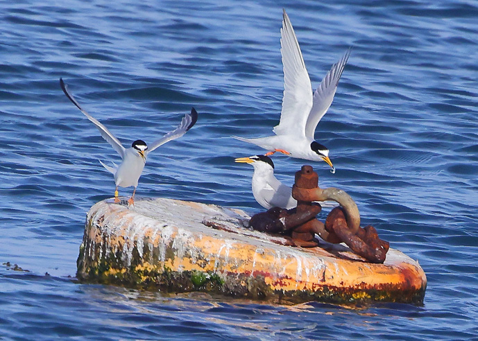 Little Tern
