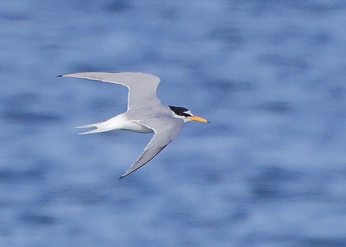 Little Tern