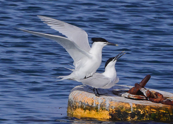 Sandwich Tern