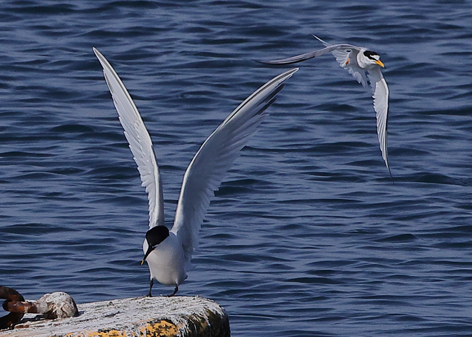 Sandwich Tern