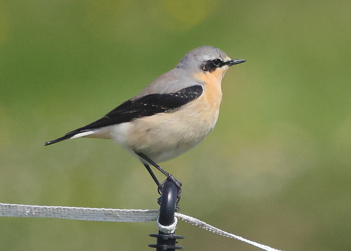 Wheatear