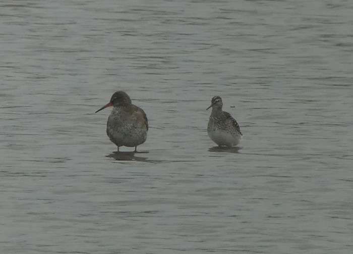 Wood Sandpiper