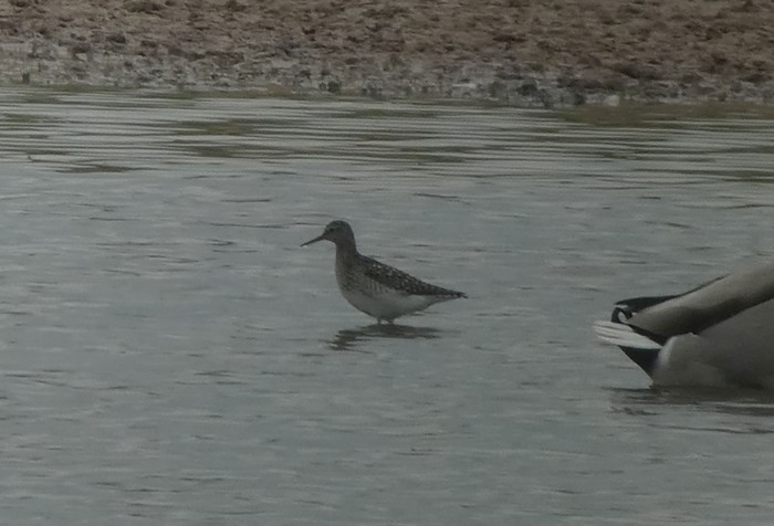 Wood Sandpiper