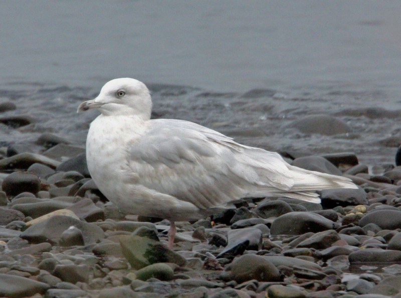 Iceland Gull