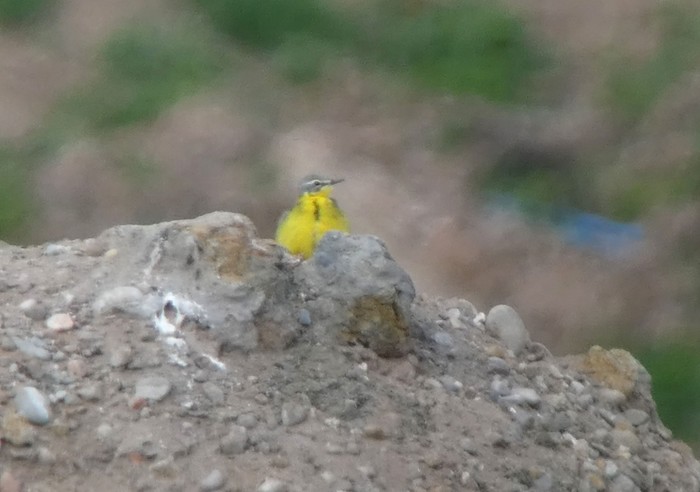 Blue-headed Wagtail
