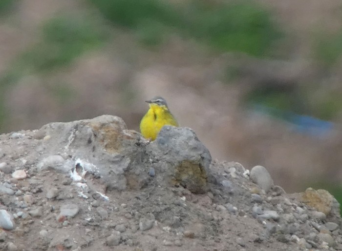 Blue-headed Wagtail