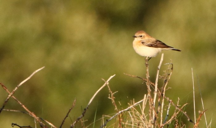 Black-eared Wheatear