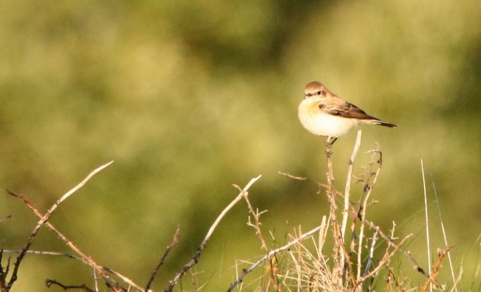 Black-eared Wheatear