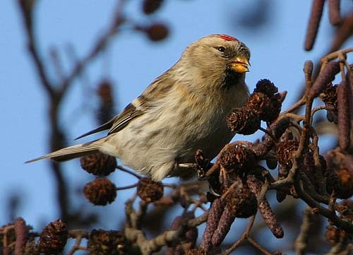 Coues's Arctic Redpoll