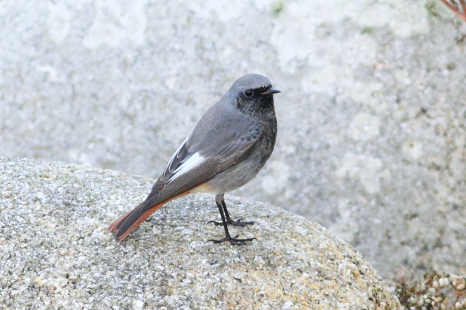 Black Redstart