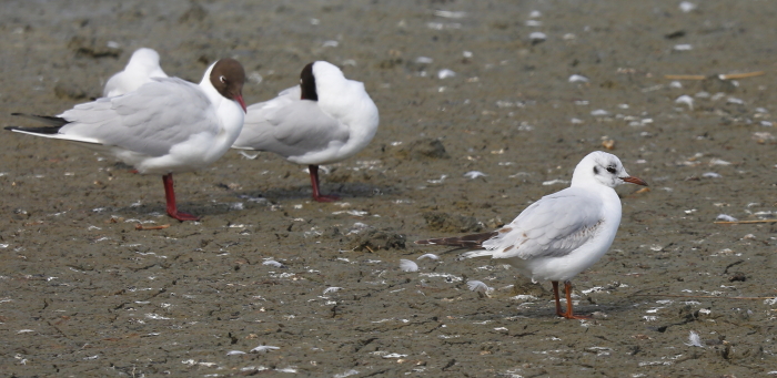 Black-headed Gull