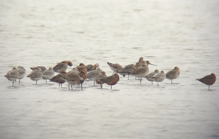 Bar-tailed Godwit