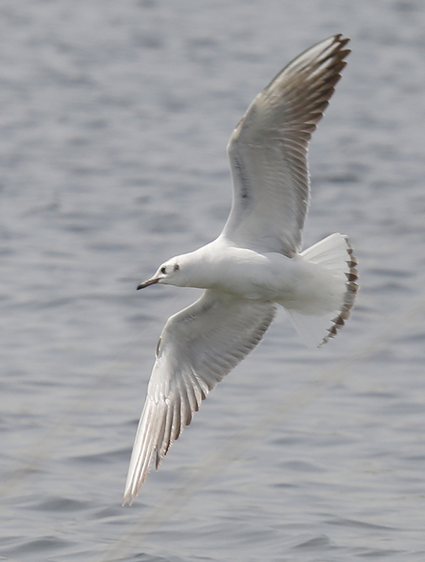 Black-headed Gull