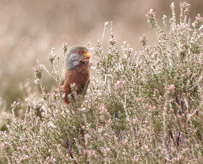 Dartford Warbler