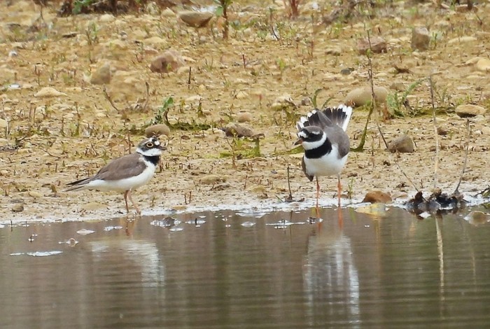 Ringed Plover