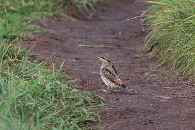 Wryneck