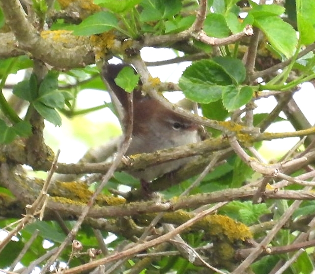 Cetti's Warbler