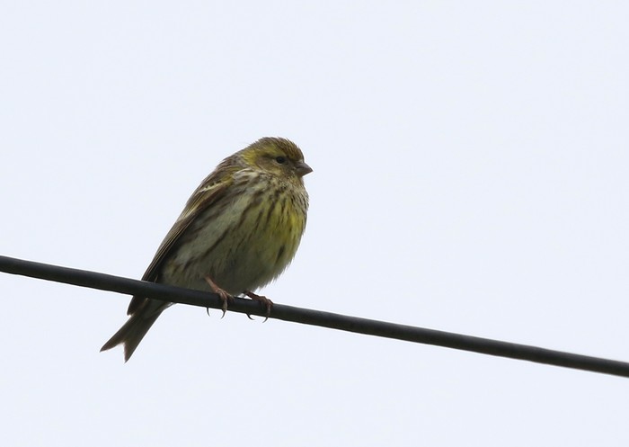 Serin