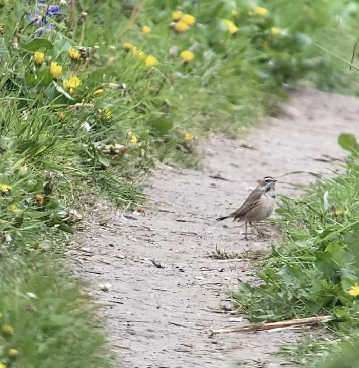 Bluethroat