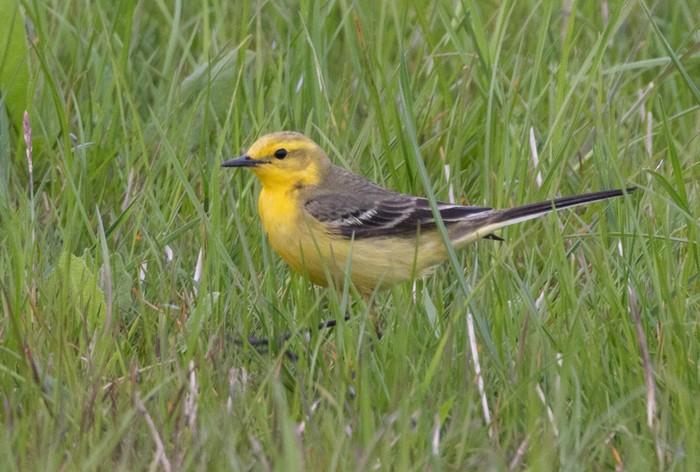 Yellow Wagtail