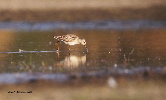Wood Sandpiper 