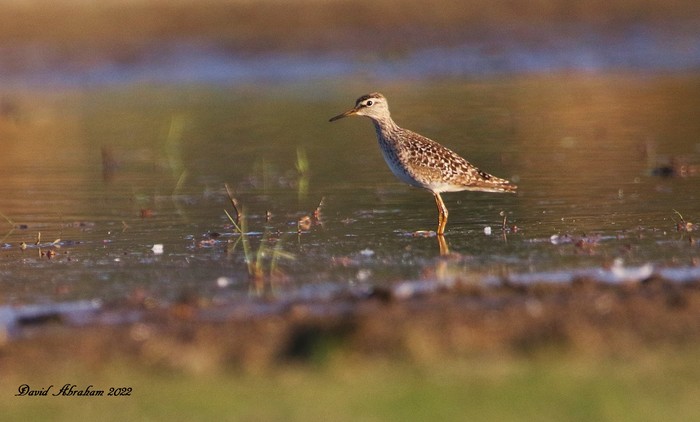 Wood Sandpiper 