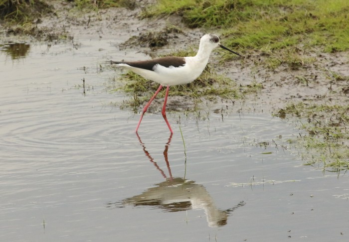 Black-winged Stilt