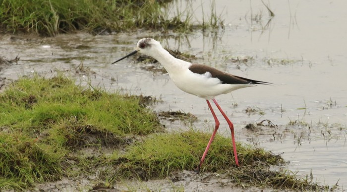 Black-winged Stilt