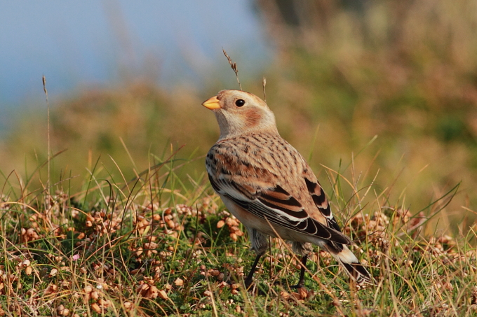Snow Bunting
