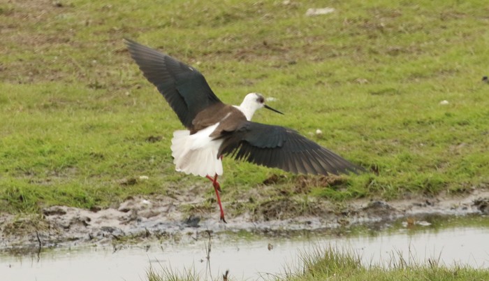 Black-winged Stilt