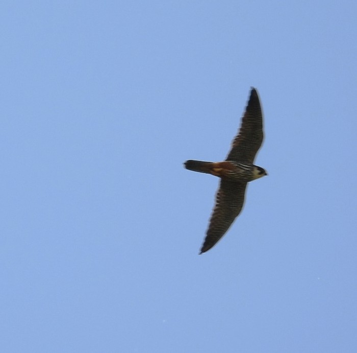 hobby