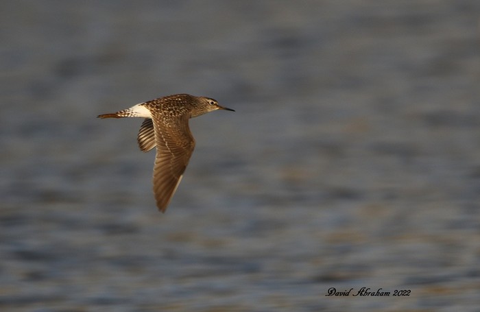 Wood Sandpiper