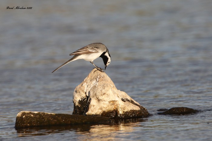 White Wagtail 