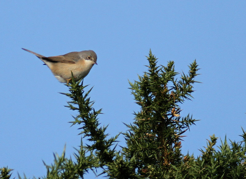 Subalpine Warbler