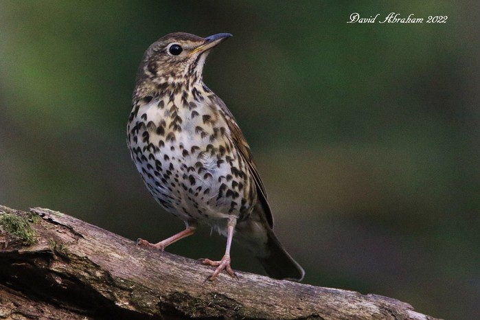 Song Thrush