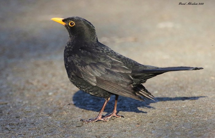 Blackbird