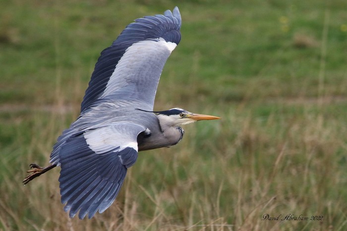 Grey Heron 