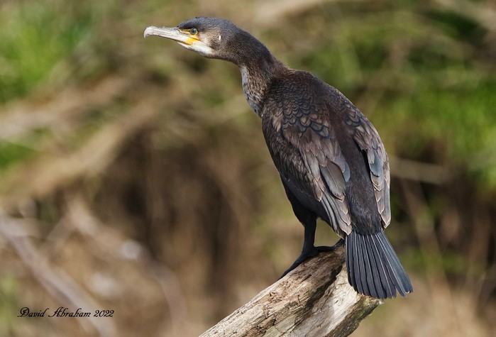 Cormorant 