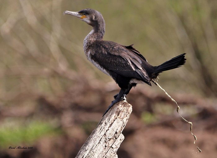 Cormorant 