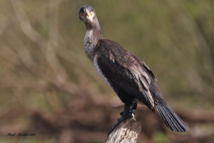 Cormorant 
