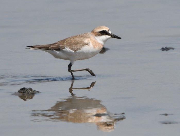 Greater Sand Plover