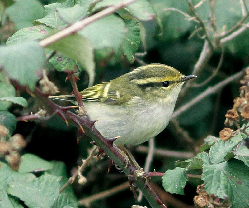 Pallas's Warbler