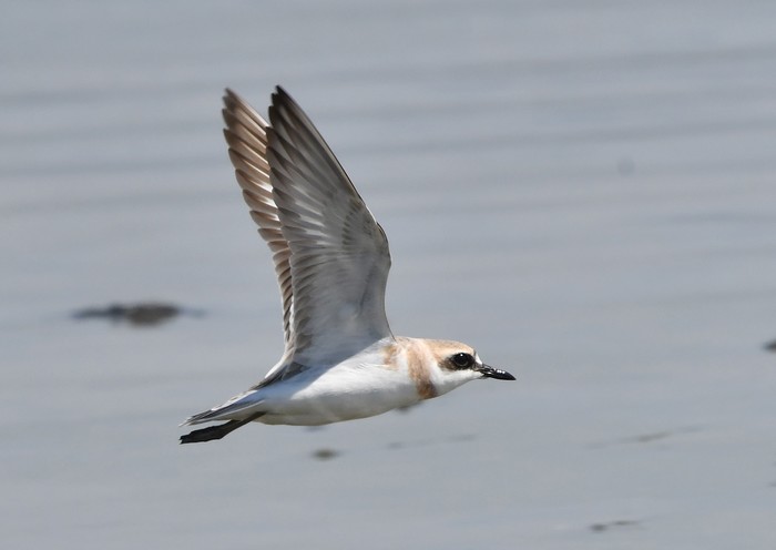Greater Sand Plover