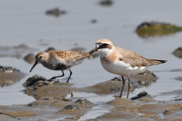 Greater Sand Plover