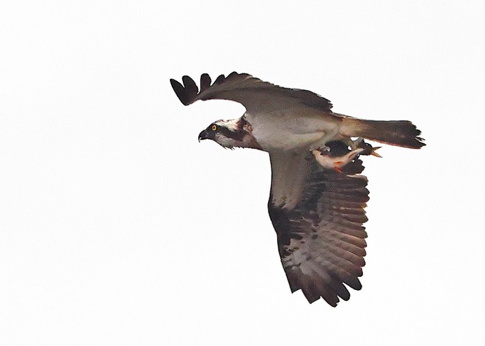 Osprey