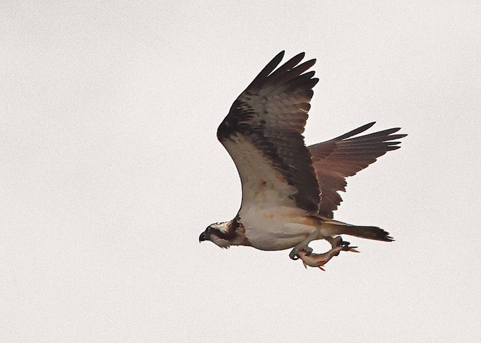 Osprey