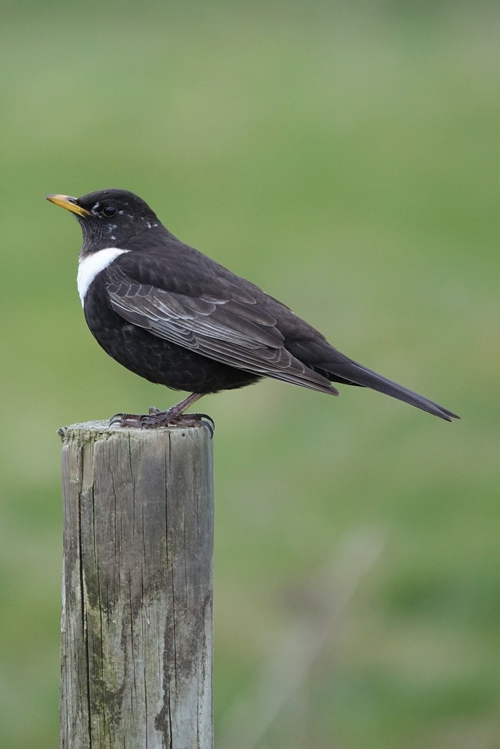 Ring Ouzel