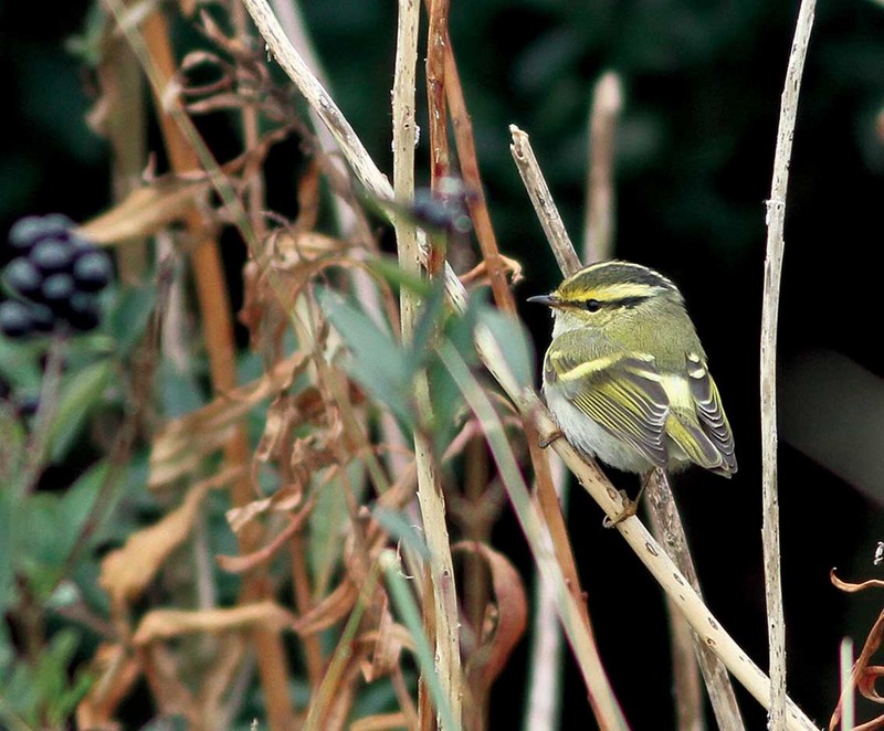 Pallas's Warbler