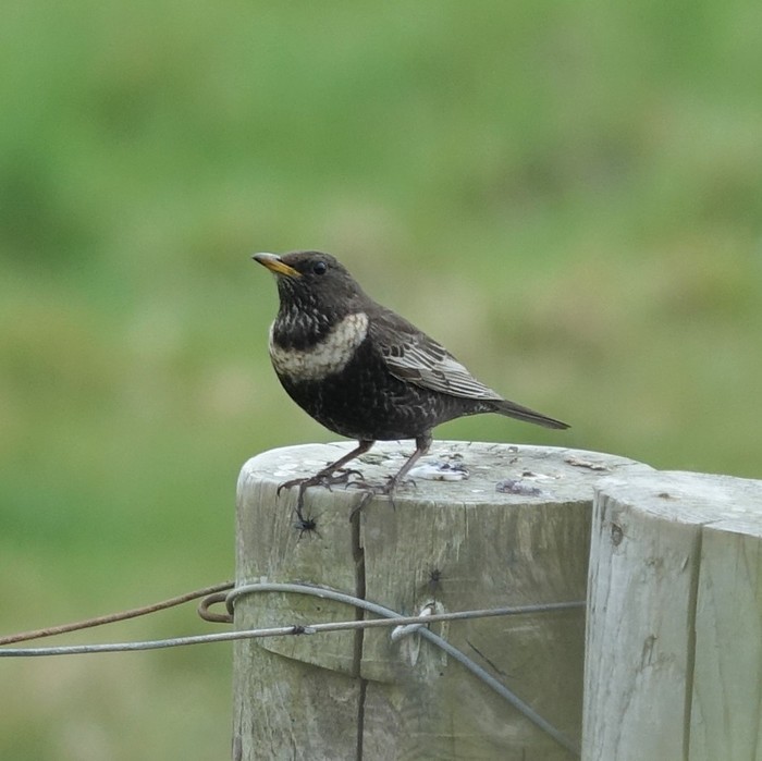 Ring Ouzel