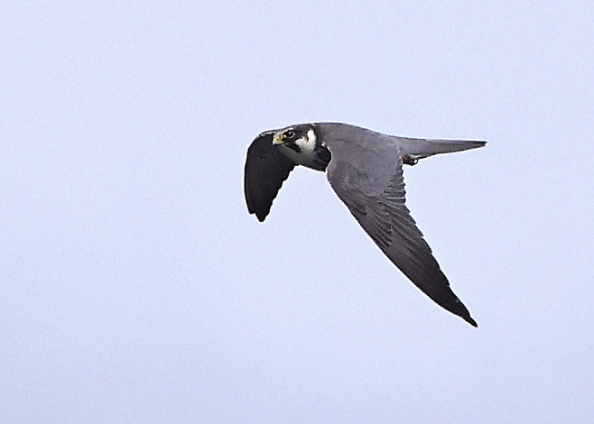 Hobby